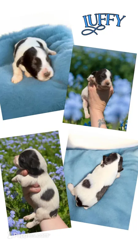 Liver Parti – Miniature Schnauzer puppy for sale in Easley, SC