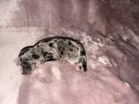 Black & Silver Merle, a female Miniature Schnauzer for sale in Easley, SC – 4 of 6