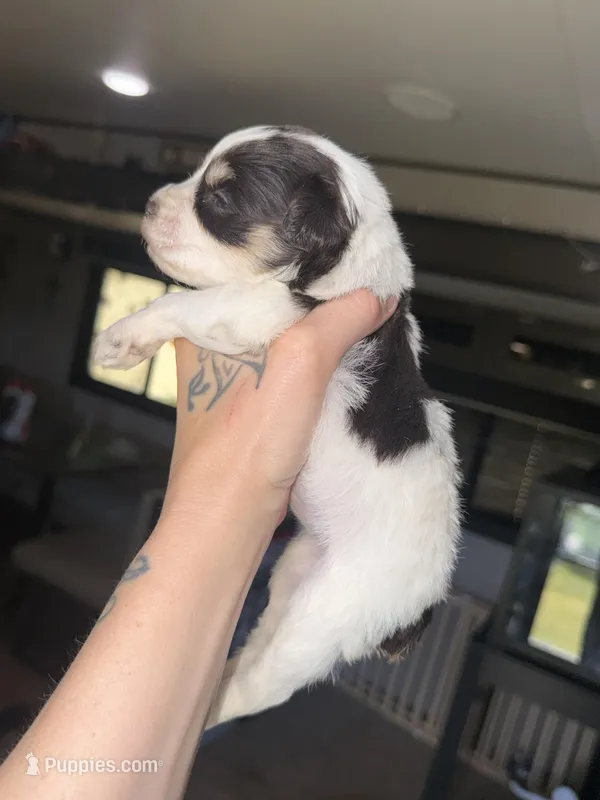 Liver&tan Parti – Miniature Schnauzer puppy for sale in Easley, SC