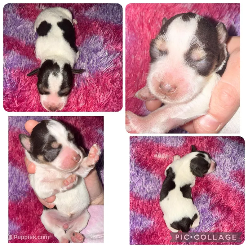 Liver&tan Parti – Miniature Schnauzer puppy for sale in Easley, SC