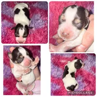 Liver&tan Parti, a female Miniature Schnauzer for sale in Easley, SC – Photo 1 of 2