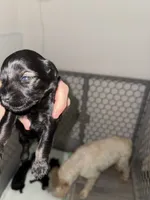Salt & Pepper 1 blue eye, a female Miniature Schnauzer for sale in Easley, SC – 4 of 5