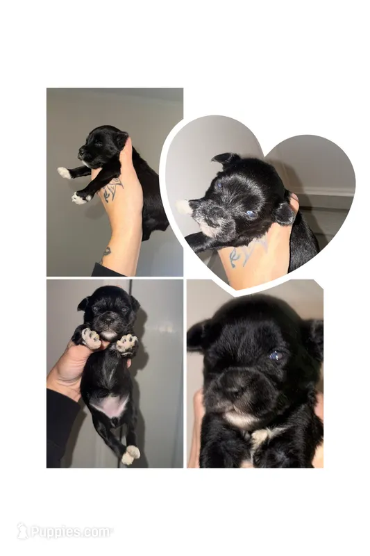 Black & White Blue eyes – Miniature Schnauzer puppy for sale in Easley, SC
