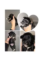 Black & White Blue eyes, a female Miniature Schnauzer for sale in Easley, SC – 1 of 4