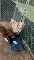 Red Merle , a male Australian Shepherd for sale in Easley, SC – 3 of 3