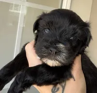 Black Parti Blue eyes, a female Miniature Schnauzer for sale in Easley, SC – 3 of 7