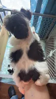 Liver & Tan Parti, a male Miniature Schnauzer for sale in Easley, SC – 3 of 5