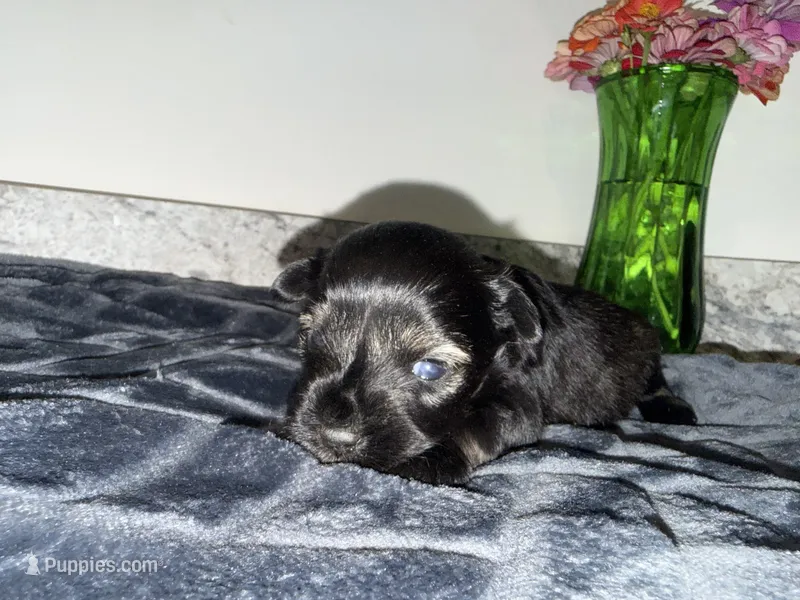 Salt & Pepper  – Miniature Schnauzer puppy for sale in Easley, SC