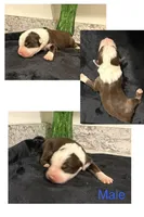 Red Tri male , a male Australian Shepherd for sale in Easley, SC – 2 of 4