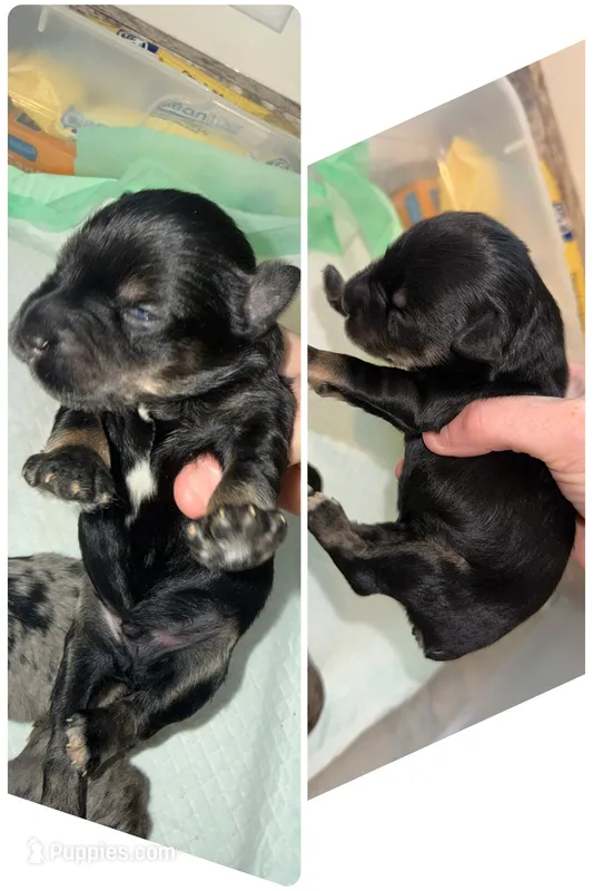 Black & Silver male – Miniature Schnauzer puppy for sale in Easley, SC