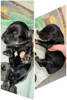 Black & Silver male, a male Miniature Schnauzer for sale in Easley, SC – 1 of 4