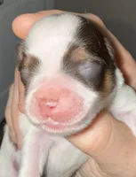 Parti Liver Rust, a male Miniature Schnauzer for sale in Easley, SC – 3 of 5