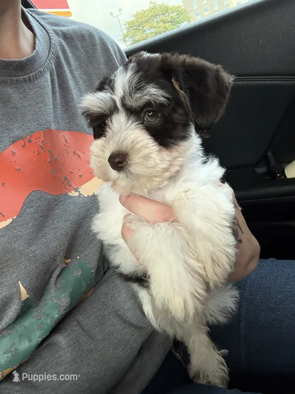 Liver&tan Parti – Miniature Schnauzer puppy for sale in Easley, SC