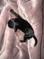 Salt & Pepper w/Red intensity, a female Miniature Schnauzer for sale in Easley, SC – 2 of 5