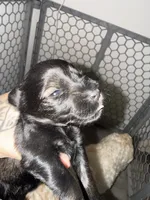 Salt & Pepper 1 blue eye, a female Miniature Schnauzer for sale in Easley, SC – 5 of 5
