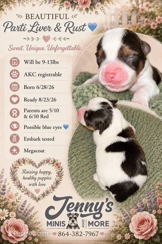 Parti Liver Rust – Miniature Schnauzer puppy for sale in Easley, SC