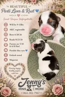 Parti Liver Rust, a male Miniature Schnauzer for sale in Easley, SC – 1 of 5