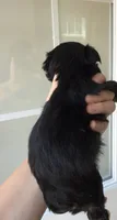 Black Parti Blue eyes, a female Miniature Schnauzer for sale in Easley, SC – 2 of 7