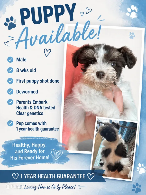 Liver & Tan Parti – Miniature Schnauzer puppy for sale in Easley, SC