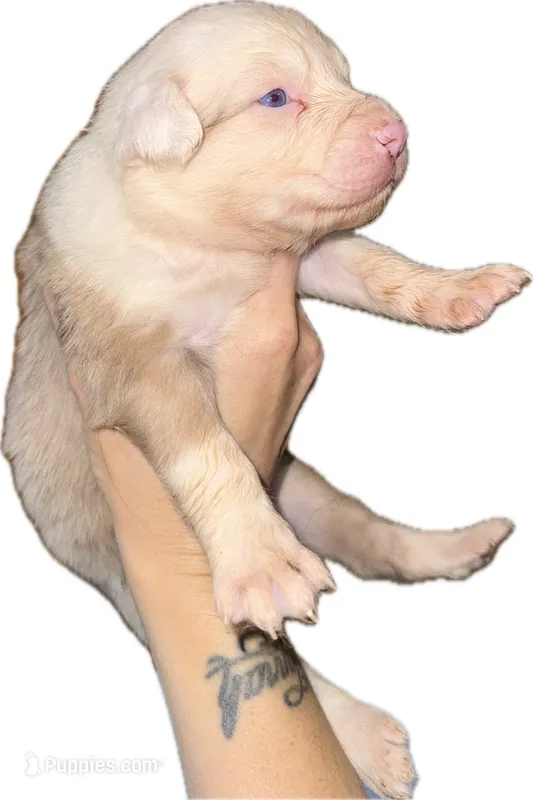 Merle Male – Australian Shepherd puppy for sale in Easley, SC