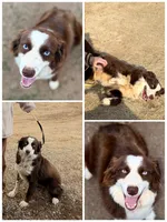 Red Merle Male blue eyes, a male Australian Shepherd for sale in Easley, SC – 3 of 3