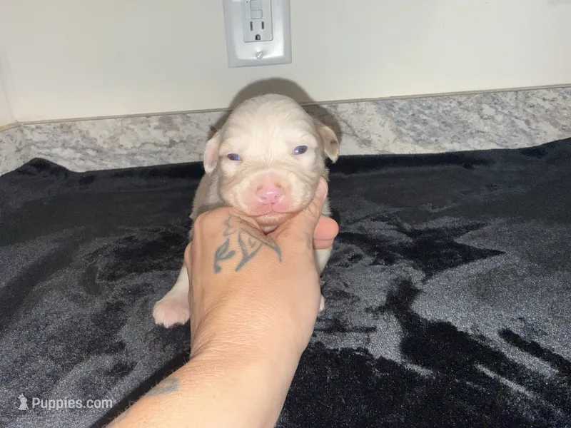 Merle Male – Australian Shepherd puppy for sale in Easley, SC