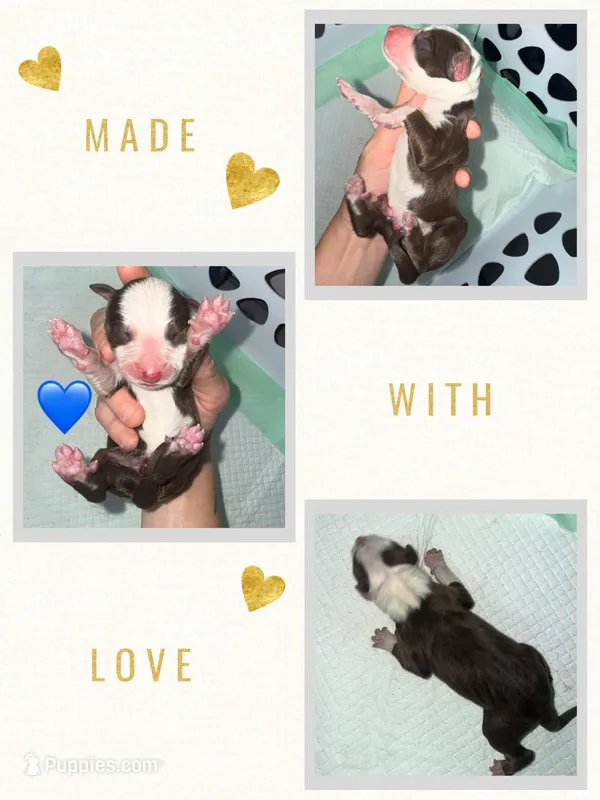 Chocolate & white male blue eyes – Australian Shepherd puppy for sale in Easley, SC