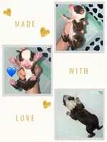 Chocolate & white male blue eyes, a male Australian Shepherd for sale in Easley, SC – 1 of 3