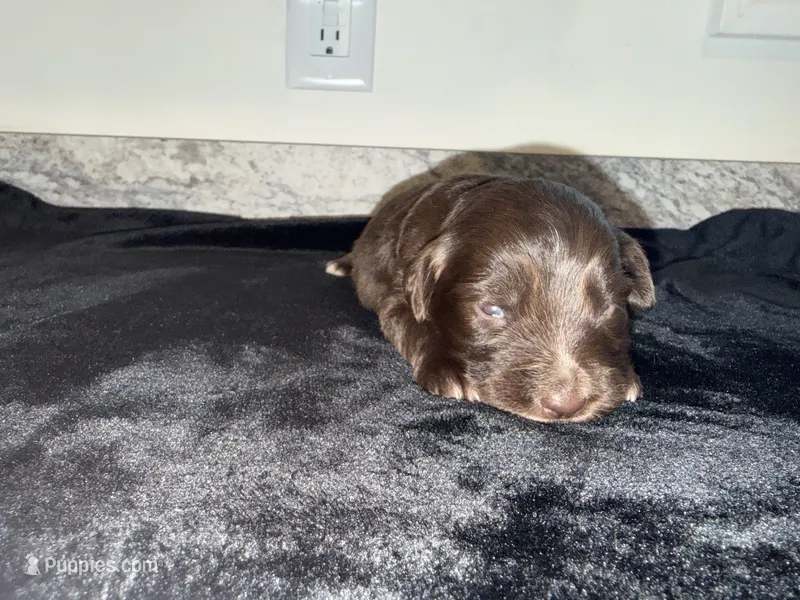 Red Bi Female  – Australian Shepherd puppy for sale in Easley, SC