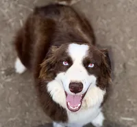Red Merle , a male Australian Shepherd for sale in Easley, SC – 2 of 3