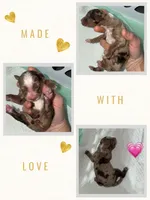 Red Merle Female Blue eyes, a female Australian Shepherd for sale in Easley, SC – 1 of 3