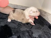 Merle Male, a male Australian Shepherd for sale in Easley, SC – 3 of 8