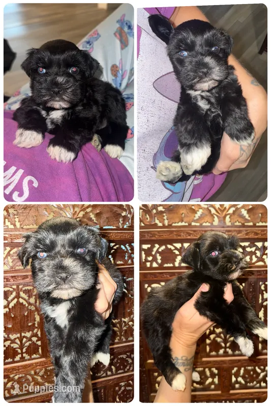 Part black blue eyes – Miniature Schnauzer puppy for sale in Easley, SC