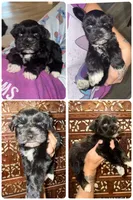 Part black blue eyes, a female Miniature Schnauzer for sale in Easley, SC – 1 of 1
