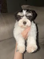 Liver&tan Parti, a female Miniature Schnauzer for sale in Easley, SC – 6 of 7