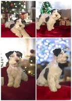 Black & Rust Merle male, a male Miniature Schnauzer for sale in Easley, SC – 3 of 3