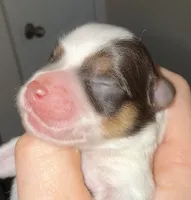 Parti Liver Rust, a male Miniature Schnauzer for sale in Easley, SC – 5 of 5