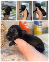 Salt & Pepper 1 blue eye, a female Miniature Schnauzer for sale in Easley, SC – 1 of 5