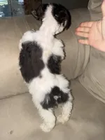 Liver&tan Parti, a female Miniature Schnauzer for sale in Easley, SC – 5 of 7