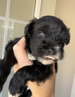 Black Parti Blue eyes, a female Miniature Schnauzer for sale in Easley, SC – 1 of 7