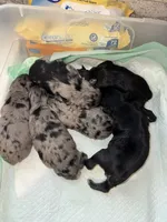 Black &  Rust Merle male, a male Miniature Schnauzer for sale in Easley, SC – 2 of 4