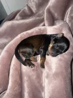 Salt & Pepper w/ Red intensity, a male Miniature Schnauzer for sale in Easley, SC – 3 of 5