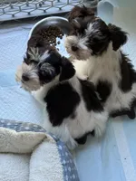 Liver & Tan Parti, a male Miniature Schnauzer for sale in Easley, SC – 5 of 5