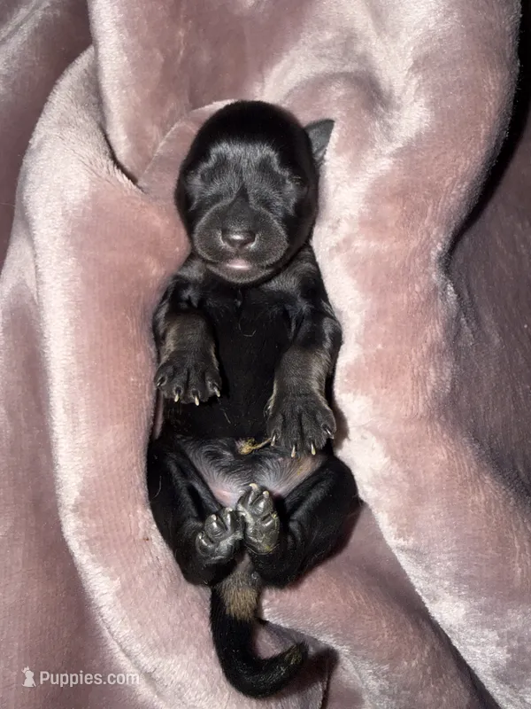 Salt & Pepper w/Red intensity – Miniature Schnauzer puppy for sale in Easley, SC