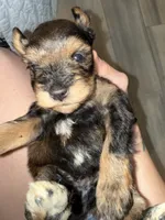 Red Pepper, a male Miniature Schnauzer for sale in Easley, SC – 4 of 6