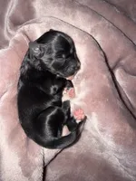 Black & White, a female Miniature Schnauzer for sale in Easley, SC – 2 of 4