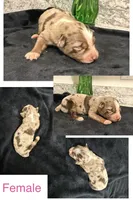Red Merle Female , a female Australian Shepherd for sale in Easley, SC – 2 of 4