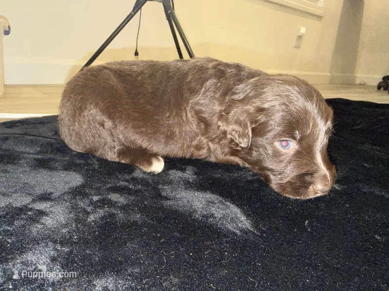 Red Bi Female  – Australian Shepherd puppy for sale in Easley, SC