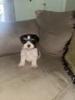 Liver&tan Parti, a female Miniature Schnauzer for sale in Easley, SC – 3 of 7