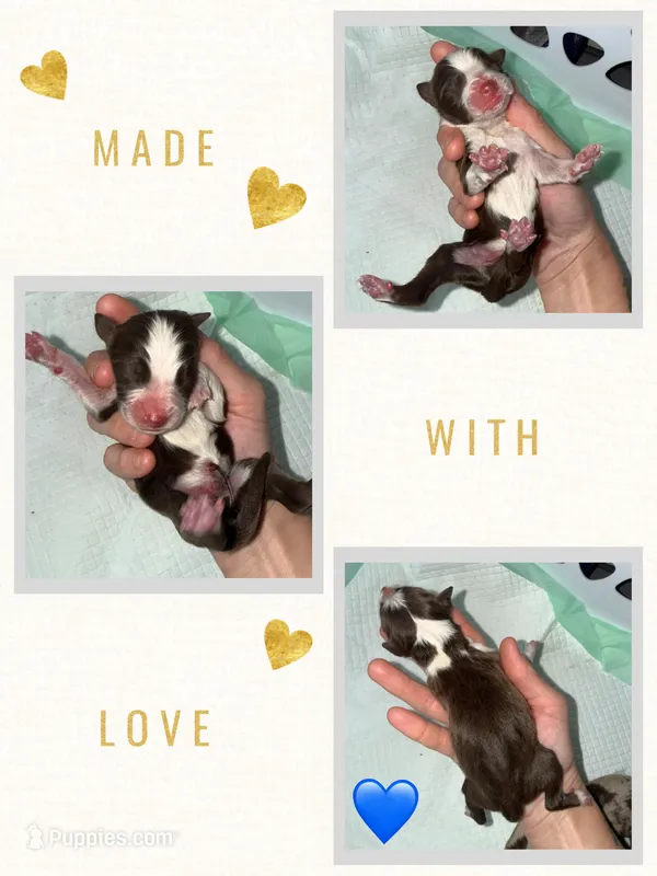 Chocolate & white male blue eyes – Australian Shepherd puppy for sale in Easley, SC